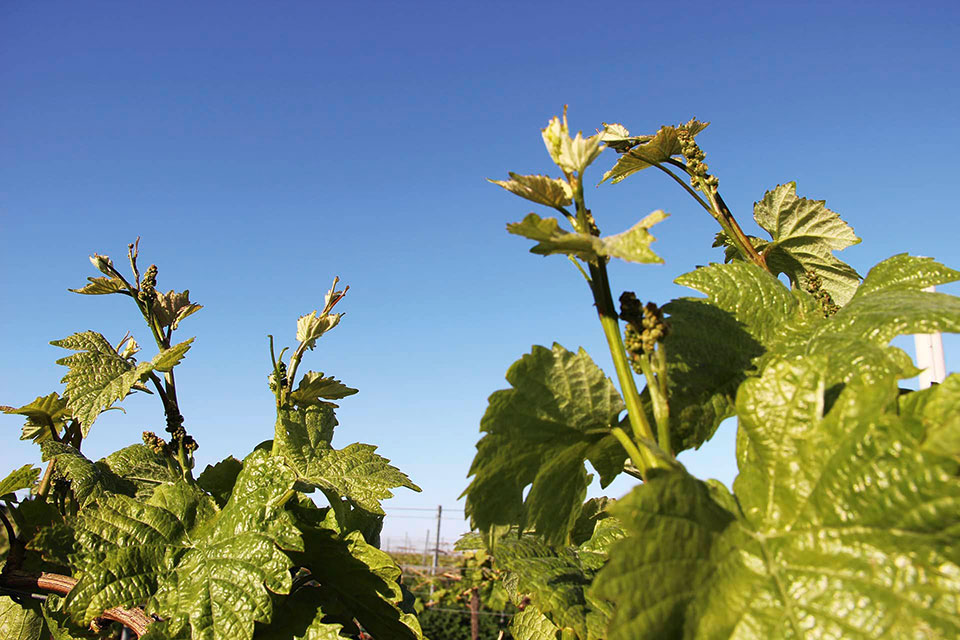 Bild | © Weinmanufaktur Lidy GbR