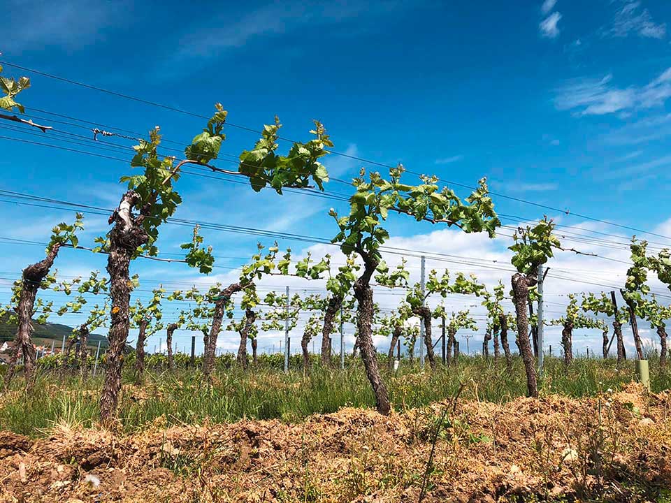 Bild | © Weinmanufaktur Lidy GbR