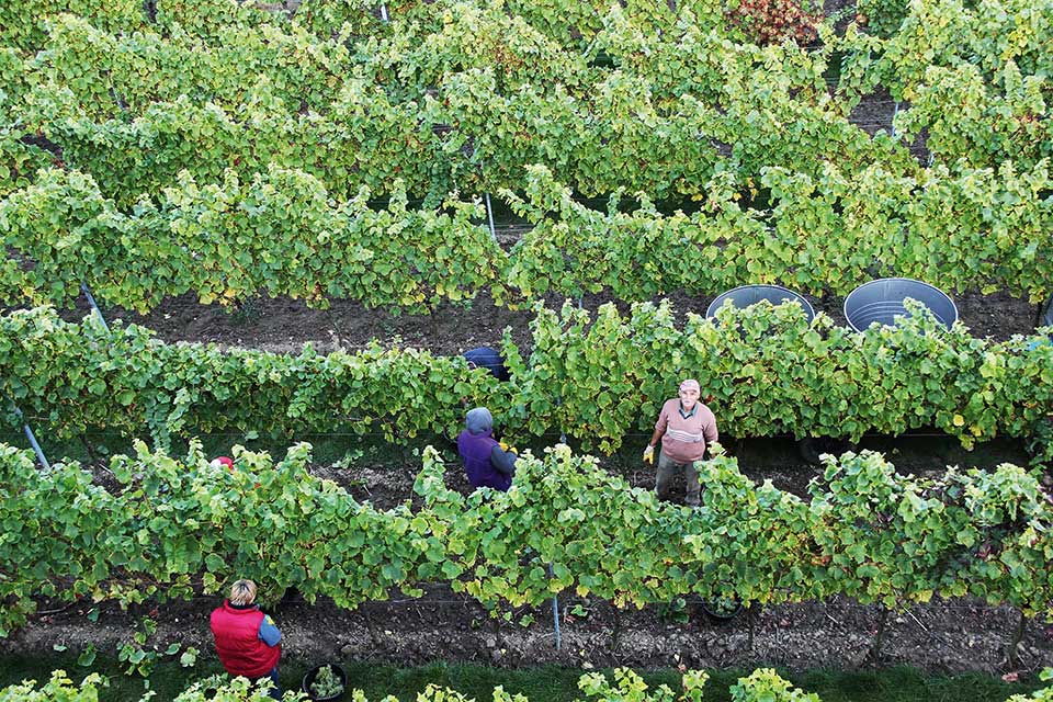 Bild | © Weinmanufaktur Lidy GbR