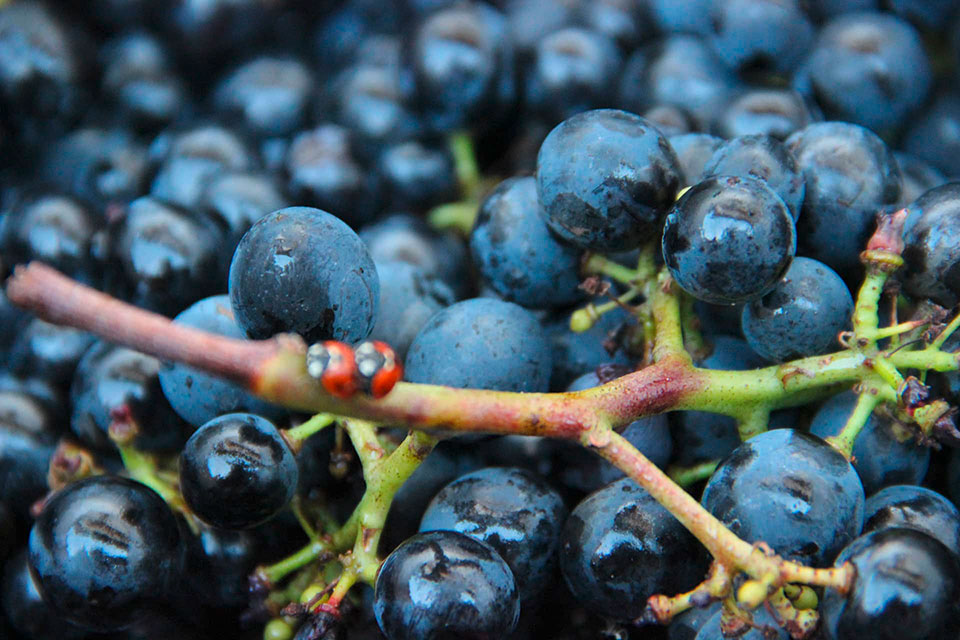 Bild | © Weinmanufaktur Lidy GbR